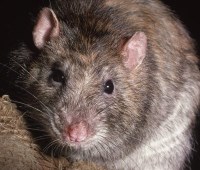 Rat Control in Carlisle, Cumbria