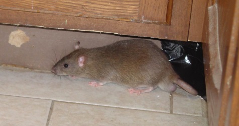 Rat Infestation Problems