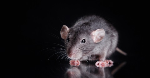 Rodent Pest Control & Removal in Carlisle: Call Carlisle City Control