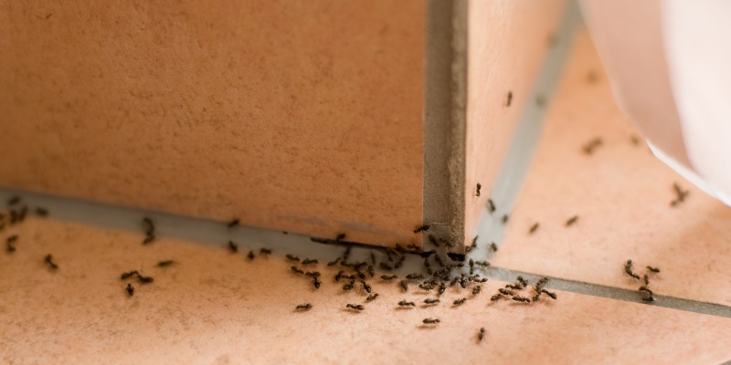 Ant Removal in Carlisle  - Ask for Ant Control from Carlisle City Control