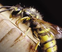Wasp Control and Removal in Carlisle, Cumbria