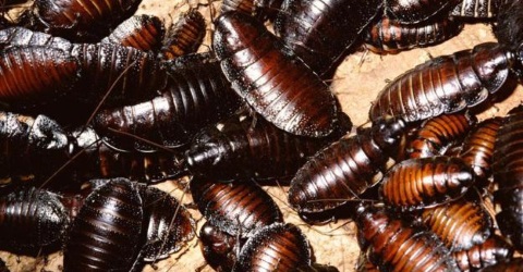 Cockroaches are the most extreme form of Insect Pest Control needed in Carlisle: Carlisle City Control can handle them for you!