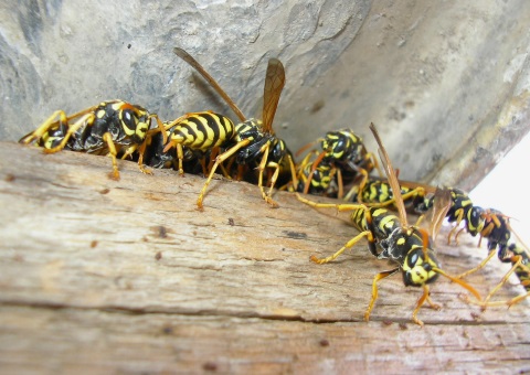 Wasp Control and Wasp Nest Removal in Carlisle from Carlisle City Control