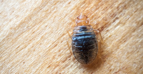 Get Rid of BedBugs in Carlisle  - Ask for Bedbug Control from Carlisle City Control
